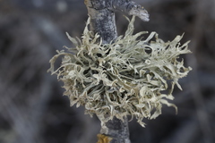 Ramalina leptocarpha