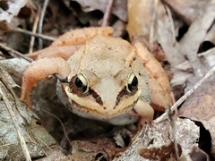Lithobates sylvaticus image