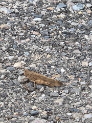 Dissosteira carolina