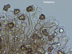Thelephora