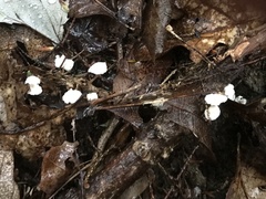 Marasmius capillaris