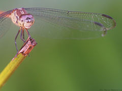 Lathrecista asiatica