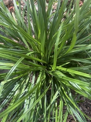 Liriope spicata