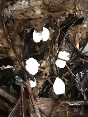Marasmius capillaris