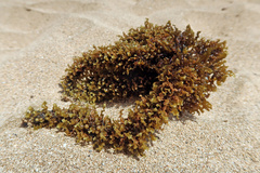 Sargassum polyphyllum