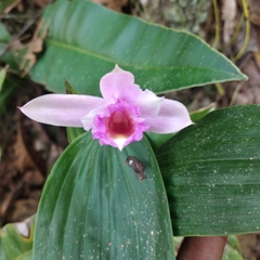 Sobralia decora