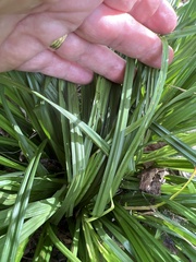 Liriope spicata