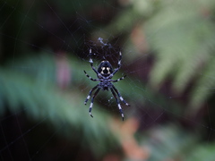 Araneus nordmanni