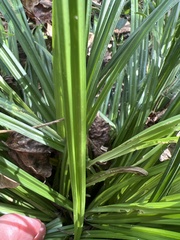 Liriope spicata