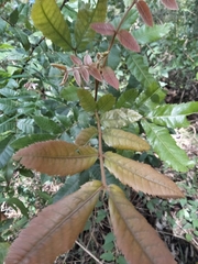 Alectryon tomentosus