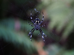 Araneus nordmanni
