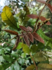 Alectryon tomentosus