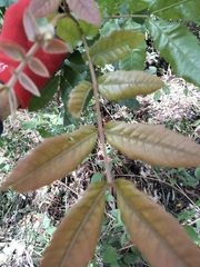 Alectryon tomentosus