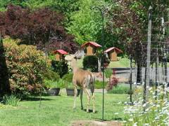 Odocoileus hemionus columbianus