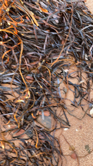 Ascophyllum nodosum