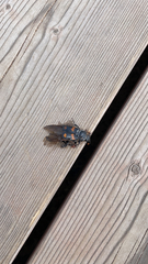 Nicrophorus orbicollis