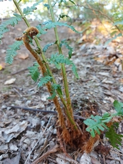 Dryopteris filix-mas