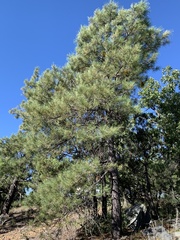 Pinus ponderosa