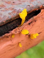 Dacrymyces spathularia