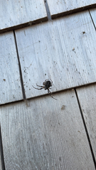 Larinioides sclopetarius