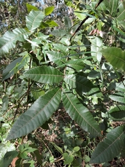 Alectryon tomentosus