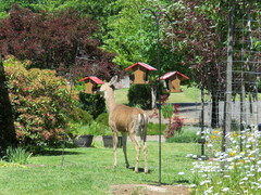 Odocoileus hemionus columbianus