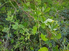 Passiflora affinis