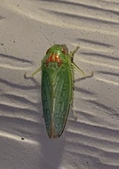 Gyponana octolineata