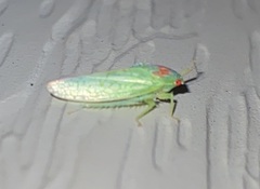 Gyponana octolineata