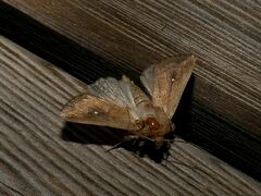 Mythimna albipuncta