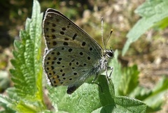 Lycaena tityrus