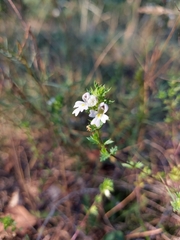 Euphrasia stricta