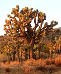 Yucca brevifolia