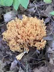 Ramaria formosa