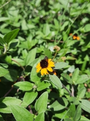 Sanvitalia procumbens