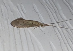 Oecetis