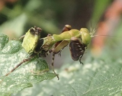 Acontista mexicana