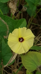 Hewittia malabarica