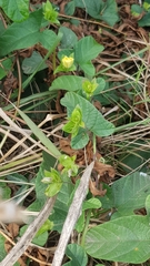 Hewittia malabarica