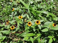 Sanvitalia procumbens