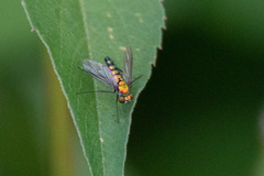 Condylostylus longicornis