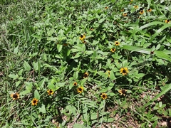Sanvitalia procumbens