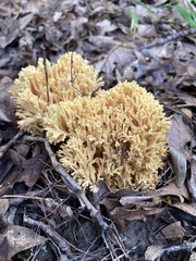 Ramaria rasilispora