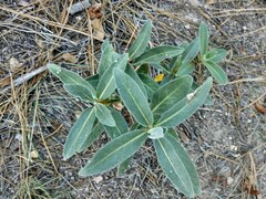Asclepias eriocarpa