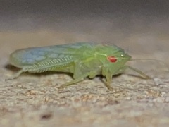 Gyponana octolineata