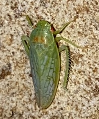 Gyponana octolineata