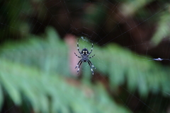 Araneus nordmanni