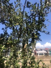 Quercus berberidifolia