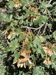 Acer grandidentatum
