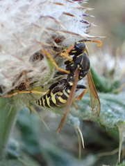 Polistes